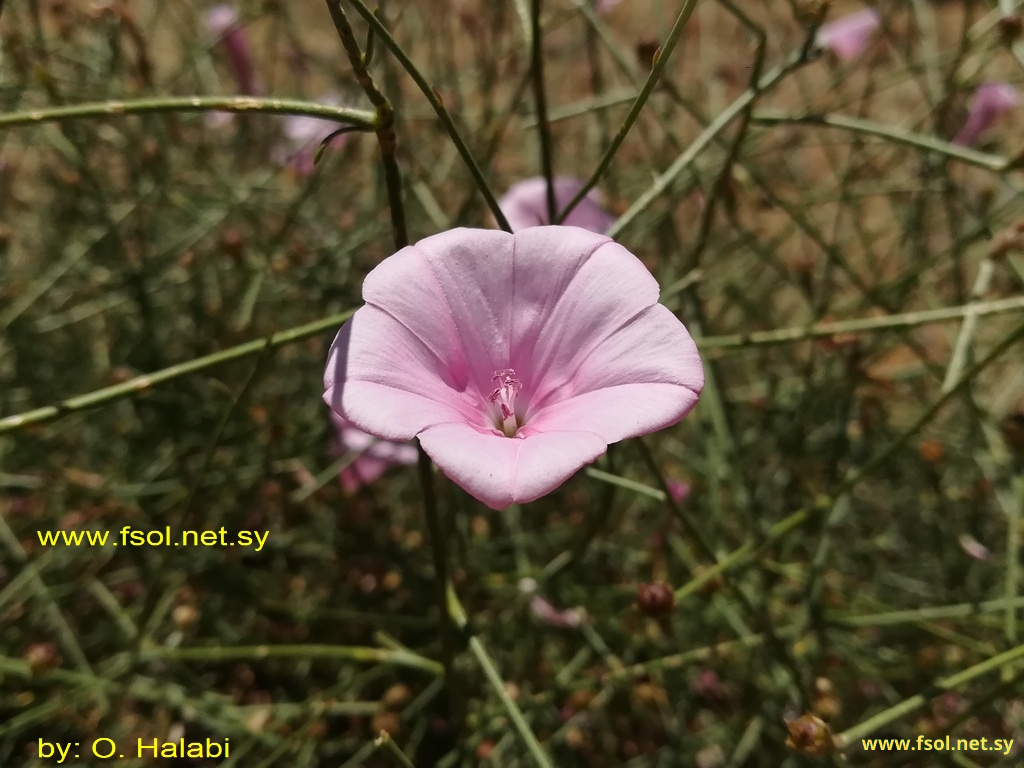 Convolvulus  dorycnium L.